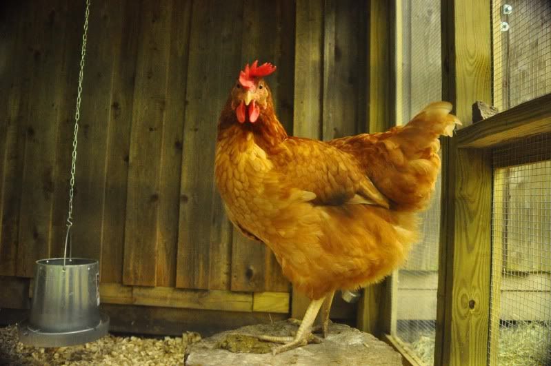 Dallas Chicken Coop Tour